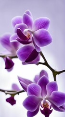 Obraz premium Orchid