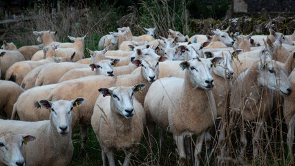 Fototapeta premium A flock of sheep in Cutsdean, England