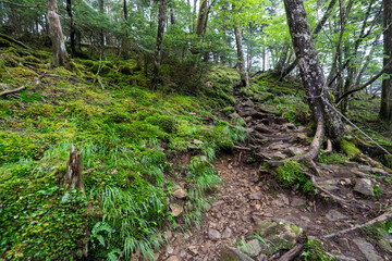 Obraz premium Hiking on Mountain Daibosatsu in Japan