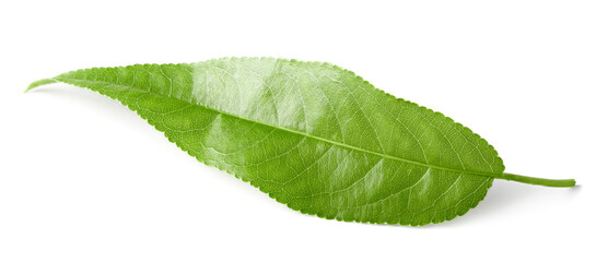 leaf of peach fruits or almond isolated on white background. clipping path