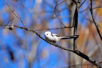Синица длиннохвостая