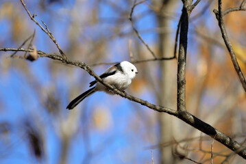 black backed shrike