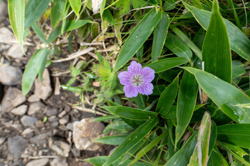 Purple flower on Mountain Daibosatsu in Japan