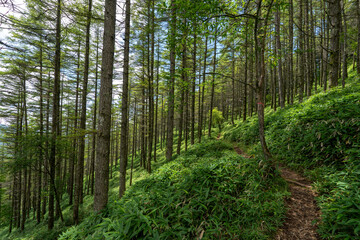 Obraz premium Hiking on Mountain Daibosatsu in Japan