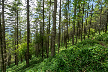 Hiking on Mountain Daibosatsu in Japan