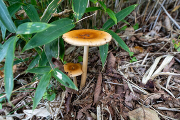 Mashrooms, Hiking on Mountain Daibosatsu in Japan