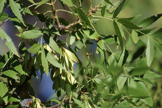 Fraxinus angustifolia, the narrow-leaved ash, is a species of Fraxinus 