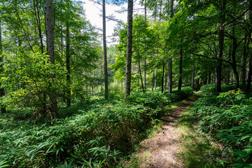 Hiking on Mountain Daibosatsu in Japan