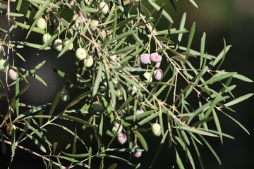 olive tree branch with ripening olives