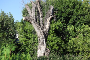 close up of dead tree trunk in a park