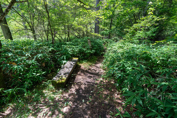 Hiking on Mountain Daibosatsu in Japan