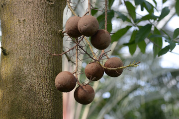 ホウガンノキの果実