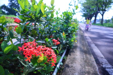 Ashoka flowers blooming in the garden