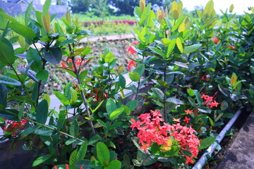 Ashoka flowers blooming in the garden
