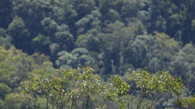Windy Day in Binna Burra