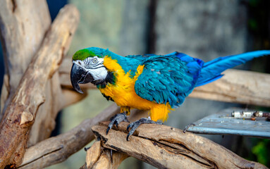 Military Macaw sitting on a branch at the zoo

