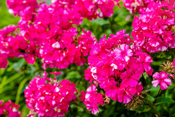 Obraz premium Phlox paniculata is growing in the country garden 