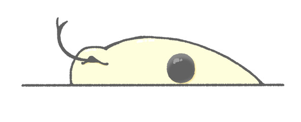 Snake peeking out its face and sticking out its tongue