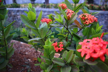 Ashoka flowers blooming in the garden