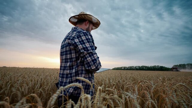 Farm owner walking in beautiful golden rye field in summer evening, use tablet. Middle-aged agronomist admiring beautiful farmland with ripening wheat ears and inputting data in system, agribusiness