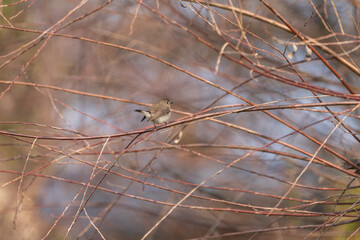 Taiga Flycatcher (Ficedula albicilla) in its habitat. The taiga flycatcher or red-throated flycatcher is a migratory bird in the family Muscicapidae.
