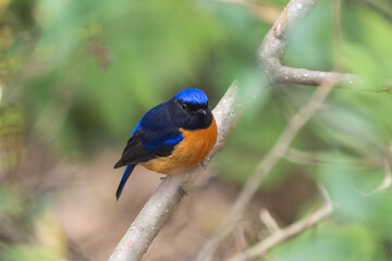 Rufous-bellied Niltava (Niltava sundara) perched on a tree branch. The Rufous-bellied Niltava is a striking bird with vivid blue and orange plumage, found in forests across South and Southeast Asia.