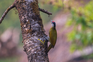 Gray-headed Woodpecker (Picus canus) in its habitat. The Gray-headed Woodpecker is a medium-sized bird with a green body and gray head, found in forests across Europe and Asia.