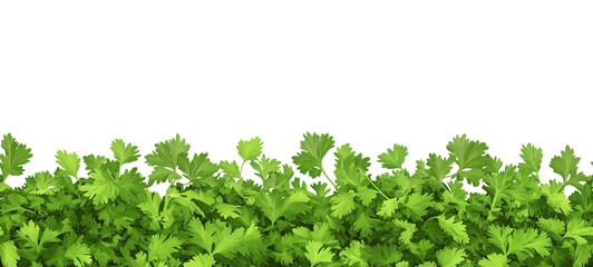 Obraz premium Seamless Horizontal ground coriander Spice boarder isolated on transparent background