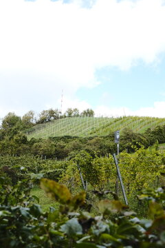 Wienwandern at Nussberg, Vienna.2024. 