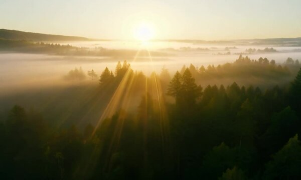 Beautiful magical sunrise in the forest with sunlight breaking through the trees in the mystical mist of the rainforest