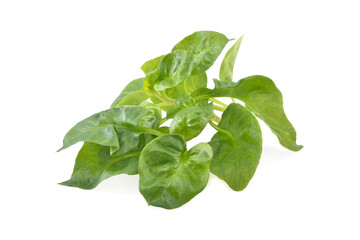 watercress leaf isolated on white background