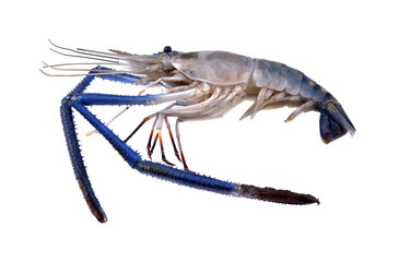 fresh shrimp isolated on white background