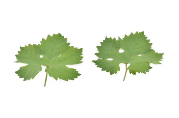 Grape leaf isolated on white background