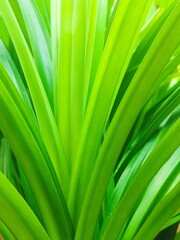 Pandanus amaryllifolius green leaf background. Foliage background. Nature. Natural fresh scenery. Pandan wangi in Indonesian called is a type of monocotyledonous plant from the Pandanaceae family.