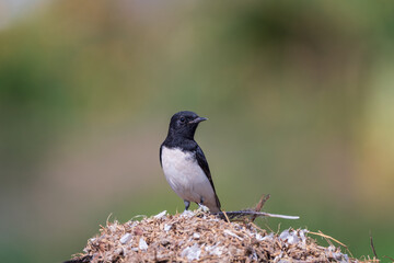 Variable Wheatear (Oenanthe picata) close-up shot. The Variable Wheatear is a small, insectivorous bird found in Central Asia, notable for its black and white plumage variations.