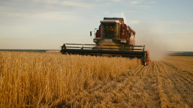 Harvester working in wheat field in summer, agricultural machinery in farming. Agribusiness and agro industry, harvesting ripe rye ears in summer or autumn, harvest of grain, growing cereals for food
