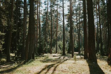 Obraz premium path in the woods