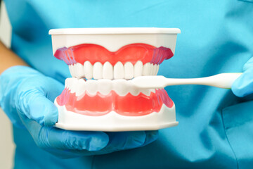 Doctor clean teeth denture with toothbrush for teach patient and dentist studying about dentistry.
