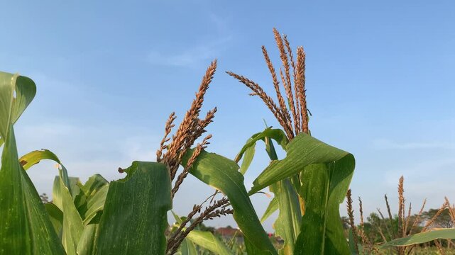 Corn flower at organic corn field. Beautiful rural landscape against blue sky