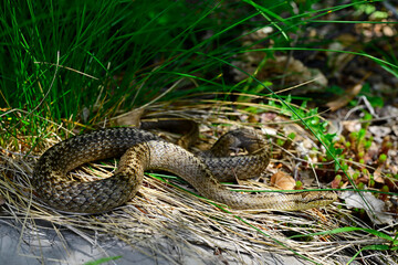 Schlingnatter // Smooth snake (Coronella austriaca)