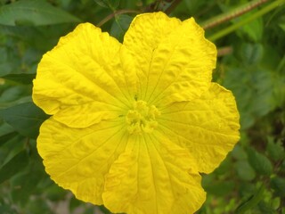 The flower of nenua Yellow of very good, The Yellow flower is the main focus of the image, Bright yellow male flowers of a nenua among dense green leaves 