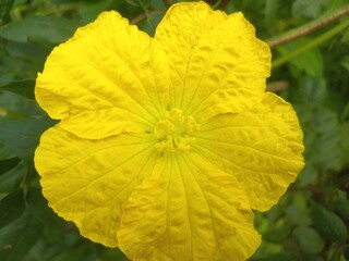 The flower of nenua Yellow of very good, The Yellow flower is the main focus of the image, Bright yellow male flowers of a nenua among dense green leaves 