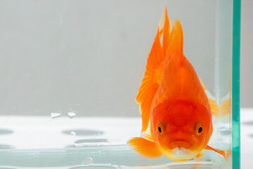 Oranda goldfish in aquarium fish tank close up