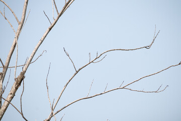 Dry tree branches with blue sky