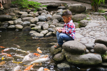 Asian kid sitting on the aged wooden pier, feeding Koi carp fish in the pond.