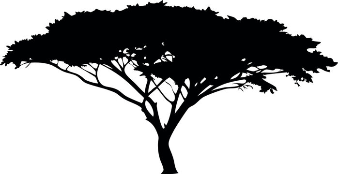 Acacia Tree Vector Collection, Set of Black and White silhouette of Acacia Tree.
