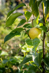 Fruit of Asian pear on the branch of the tree.