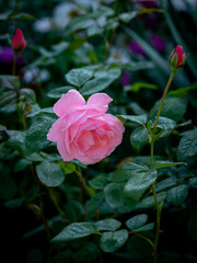 Rose bud on the stem with a garden on the background.