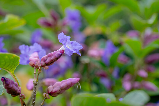 Fully bloomed flower of Strobilanthes callosa commonly known as Karvi which is a wild flower and shrub attain its height upto 20 feet and blooms only once in every 7 years.