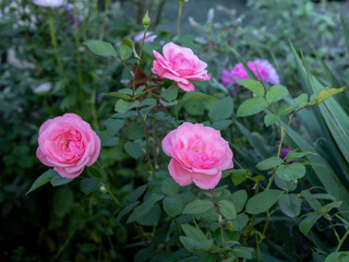 Rose buds on the stems with a garden bed on the background.